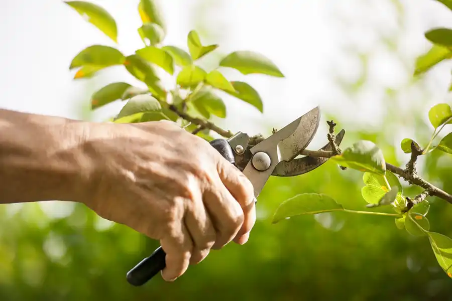 Tree Maintenance